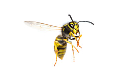 Wasp Control