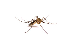 mosquito control