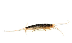 Silverfish Treatment