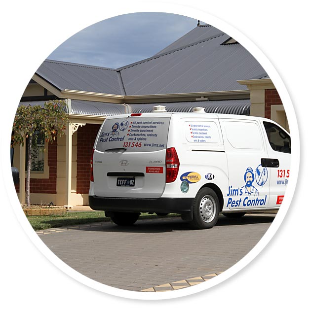 Spider pest control exterminator Toowoomba